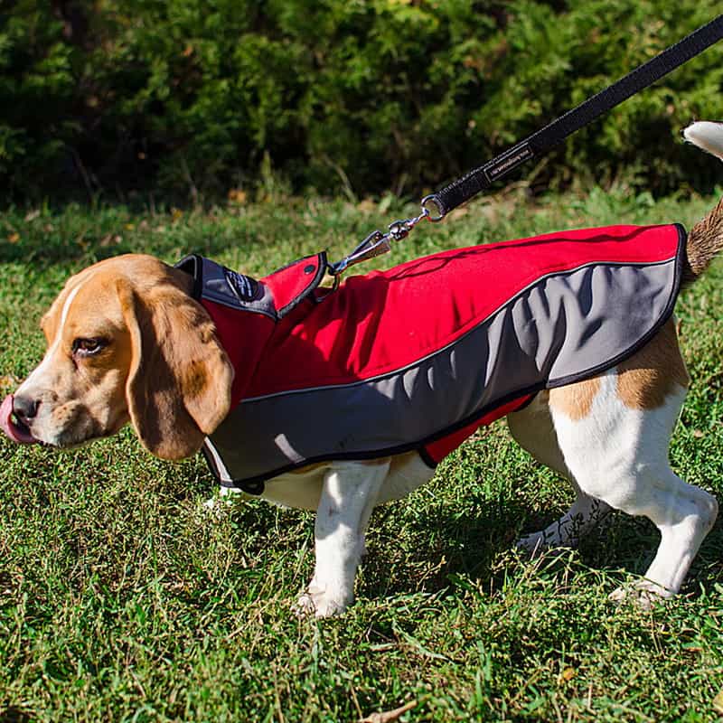 Нейлоновая шлея накидка для бигля «Raincoat Cape»